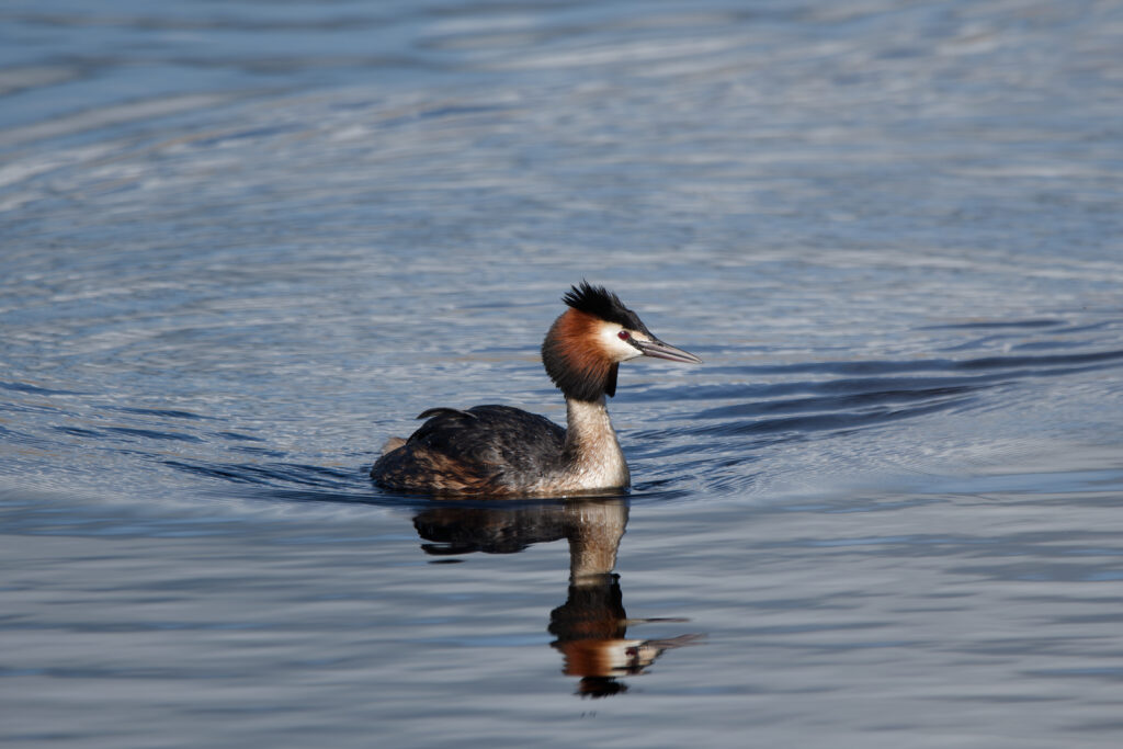 Photo of Great Crested Grebe